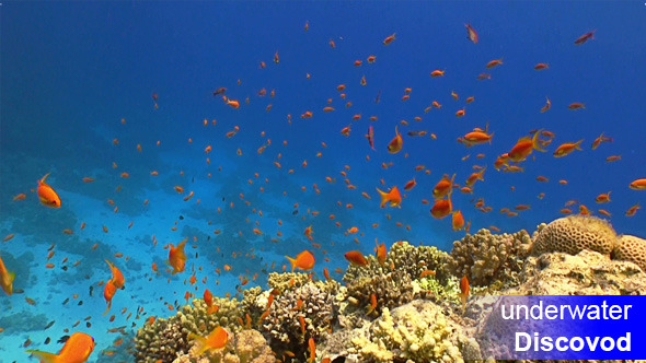 Colorful Fish on Vibrant Coral Reef 37