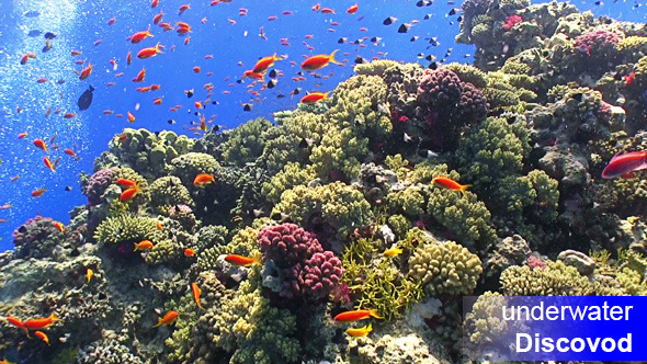 Colorful Fish on Vibrant Coral Reef 38