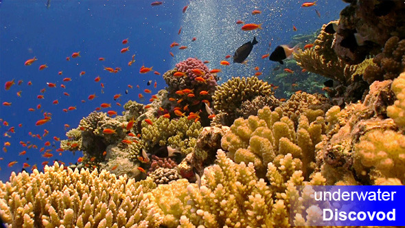 Colorful Fish on Vibrant Coral Reef 42