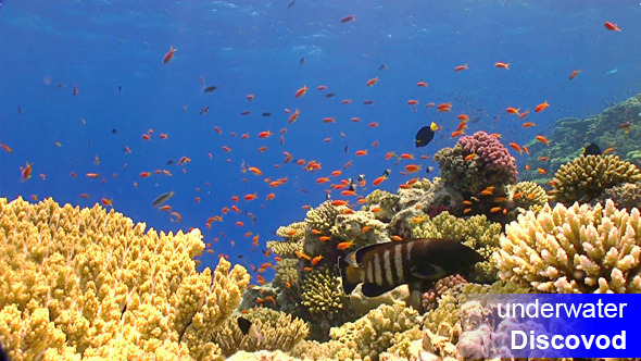 Colorful Fish on Vibrant Coral Reef 41