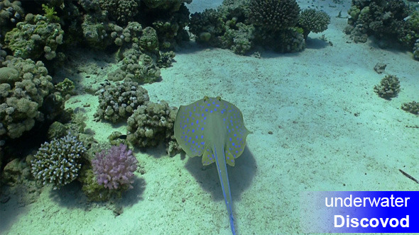 Blue Spotted Stingray Under the Coral Reef 2