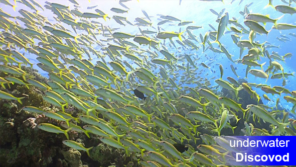 Shoal of Yellow Fish on Coral Reef 18