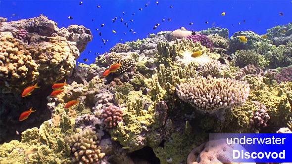 Colorful Fish on Vibrant Coral Reef 45
