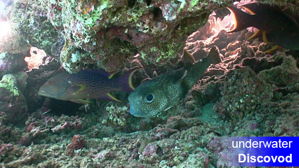 Colorful Fish on Vibrant Coral Reef 47 alt