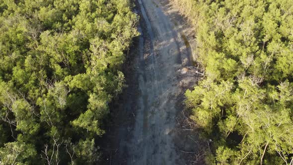 Aerial look down land clearing at mangrove tree forest.