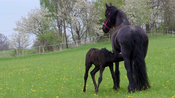 The foal drinks milk from its mother. Horses in the pasture.