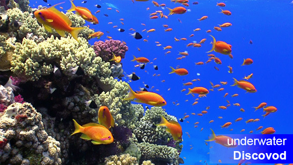 Colorful Fish on Vibrant Coral Reef 51