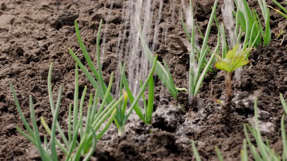 Close-up, Watering Young Green Onions, Sprouted From the Soil in the Garden. Spring Sunny Day. Home