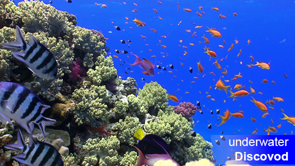 Colorful Fish On Vibrant Coral Reef, Static Scene 9