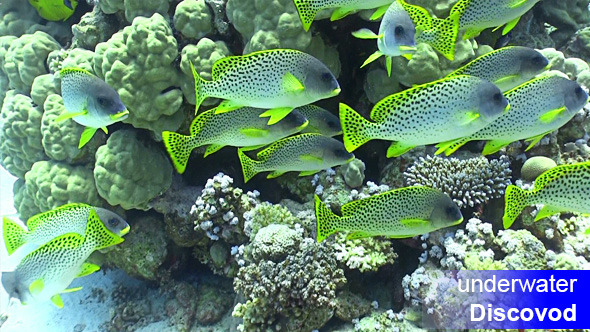 Shoal of Yellow Fish on Coral Reef 20