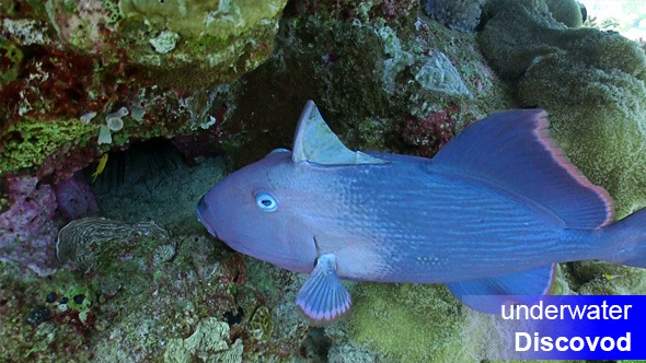 Colorful Fish on Vibrant Coral Reef 54 alt