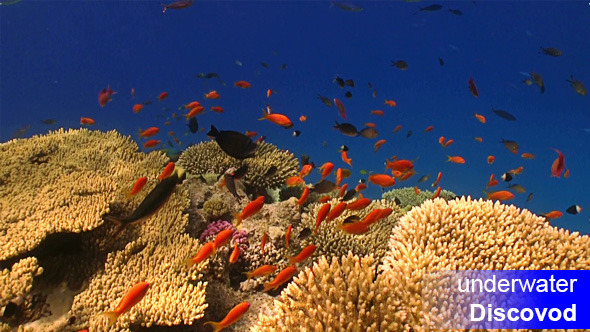 Colorful Fish on Vibrant Coral Reef 53