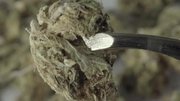 Marijuana. Cannabis. Hemp. Close-up. Slow Motion