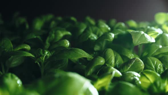 Fresh Basil Italian Cultivation Close Up