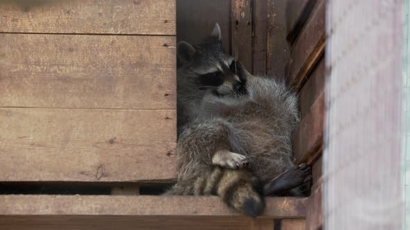 Pair of Racoons Procyon Lotor Licking Each Other. Funny Animals in Wooden House.