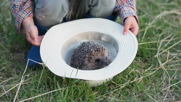 Little Male Child Having Fun Playing with Wild Hedgehog in Hat While Relaxing in the Village on