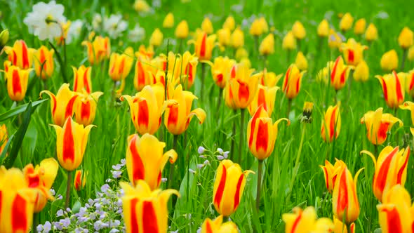 Yellow Red Tulips 