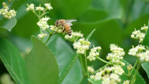 Euonymus Japonicus blooming white flower and Honey bee taking pollen  - macro