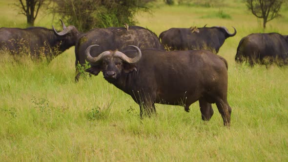 a herd of African buffalo grazes on a green meadow in the African savannah on the grass surrounded b