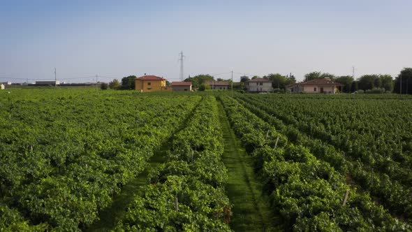 Flight Over The Italian Drone Vineyard