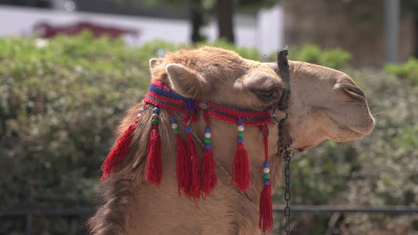 Close up of a camel's head