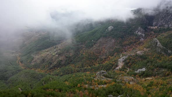 Autumn Forest Aerial View 4 K