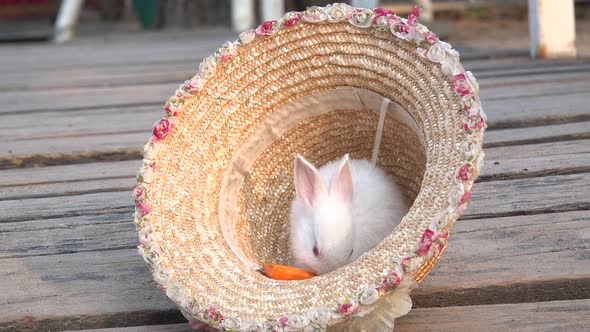 Cute Bunny Rabbit in a hat.