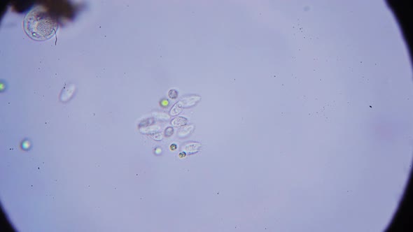 microscopic shrimp under the microscope