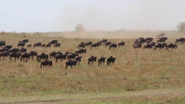 Wildebeest Migration - Masai Mara, Kenya