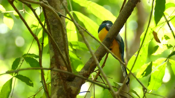 Black-throated Trogon bird perched on branch among tree leaves with yellow and blue plumage