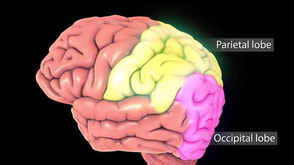 Male medical brain scan in cycle (temporal lobe, parietal lobe)
