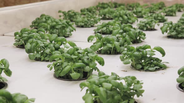 Growing basill and herbs in hydroponic system, seed pods made of rock wool