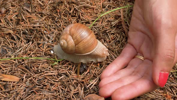 A woman picking up a shy snail and placing it on her hand on the forest floor with pine needles and