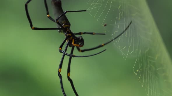 Golden orb weaver spider crawling up from it's silk web, blurry nature background