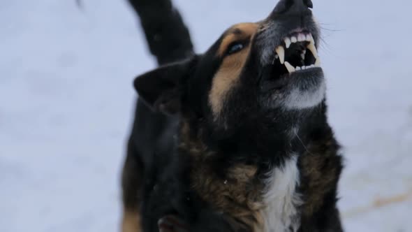 Angry dog barking at an angry angry dog outdoors. The dog looks aggressive, dangerous.