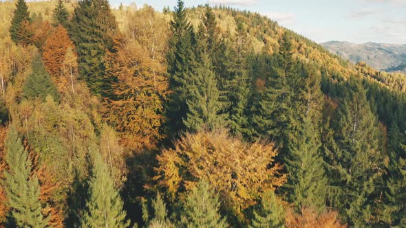 Drone Flight Over Colorful Autumn Mountain Forest