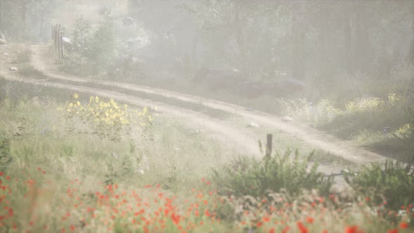 Sunbeams Entering Coniferous Stand on a Misty Summer Morning