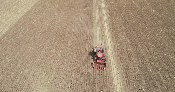 Aerial view of Harvester machine harvest sunflower. Combine harvesting sunflower