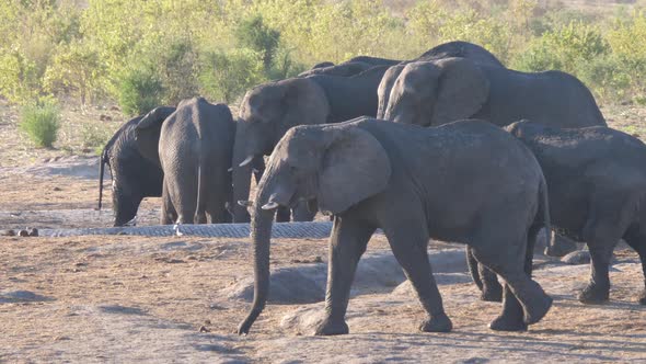 Herd of African Bush elephants around an almost dry waterhole