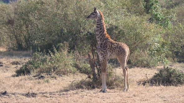 Giraffe calf in Masai Mara