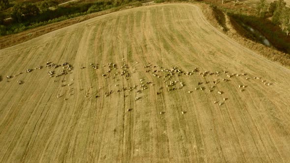 Sheep Graze in a Field Next To the Kibbutz Beit Zera in Israel