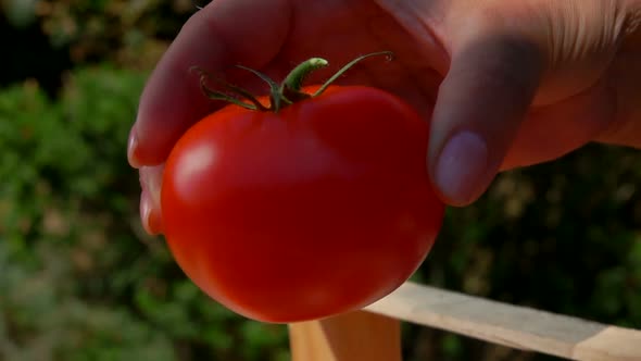 Closeup Panorama of the Female Hand Putting Ripe Red Tomatoes in a Wooden Box