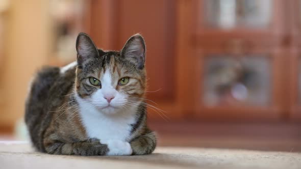 Cute Tricolored Cat Lying on Floor at Home