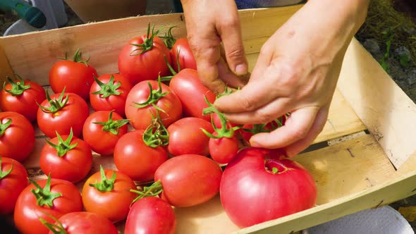 Female Farmer Hands Picking Crop of Red Tomatoes Putting in Box