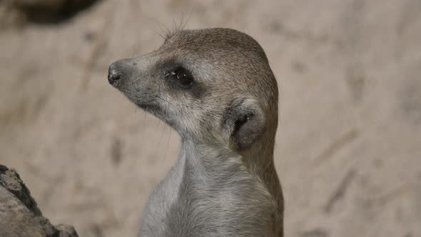 Cute young Meerkat in danger turning head and observing savanna during sunny day outdoors - close up