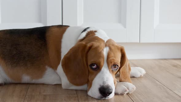 Dog Beagle Lies at Home on the Floor and Preparing to Sleep