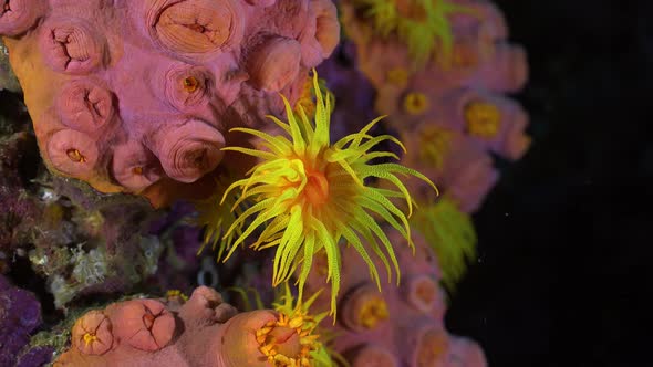 Single yellow daisy coral on coral reef at night