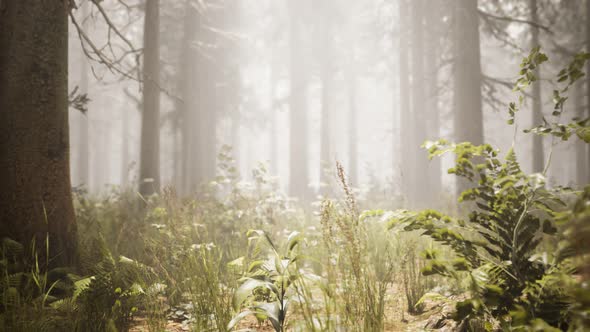 Sunbeams in Natural Spruce Forest