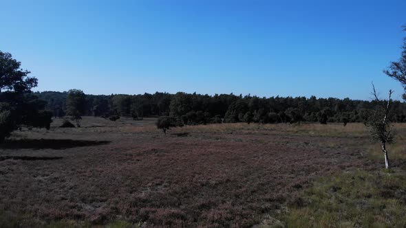 flying over dirttrack towards a forest and over fields of heather and scattered forest and clusters