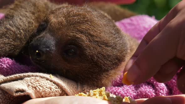 baby sloth opening eyes to food being dropped 4k